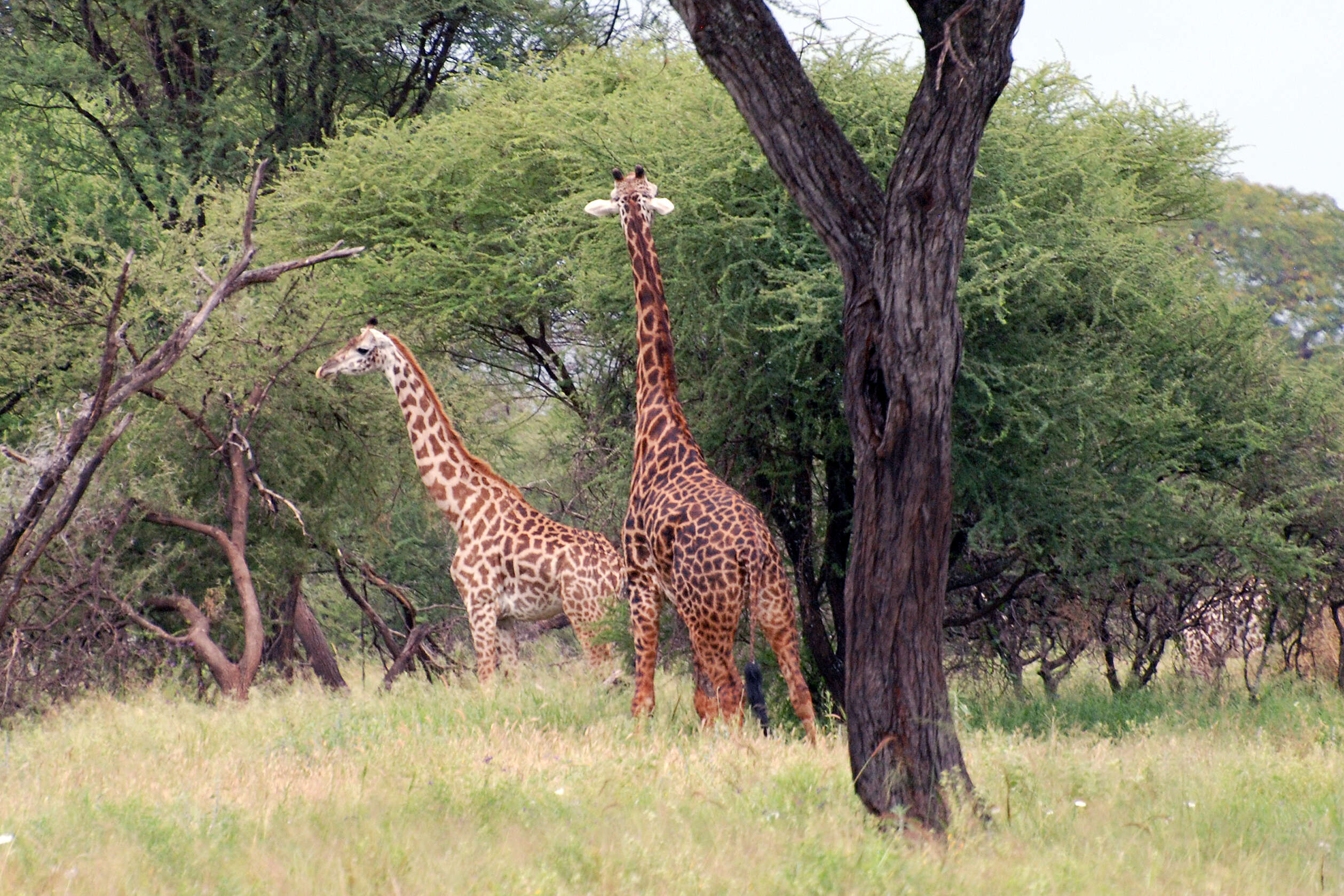 Plancia ëd Giraffa camelopardalis (Linnaeus 1758)