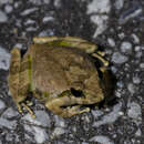 Image of Ryukyu Kajika Frog