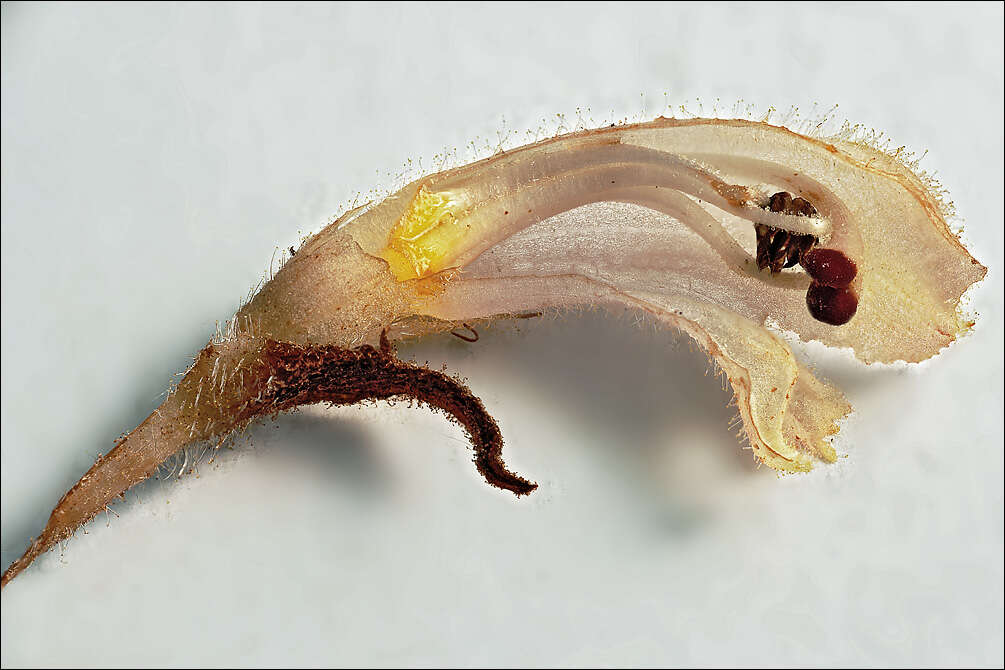 Image of Orobanche teucrii Holandre