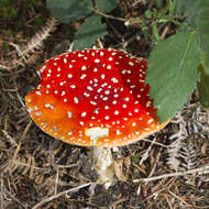 Image of Amanita