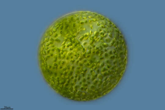 Image of Eremosphaera viridis