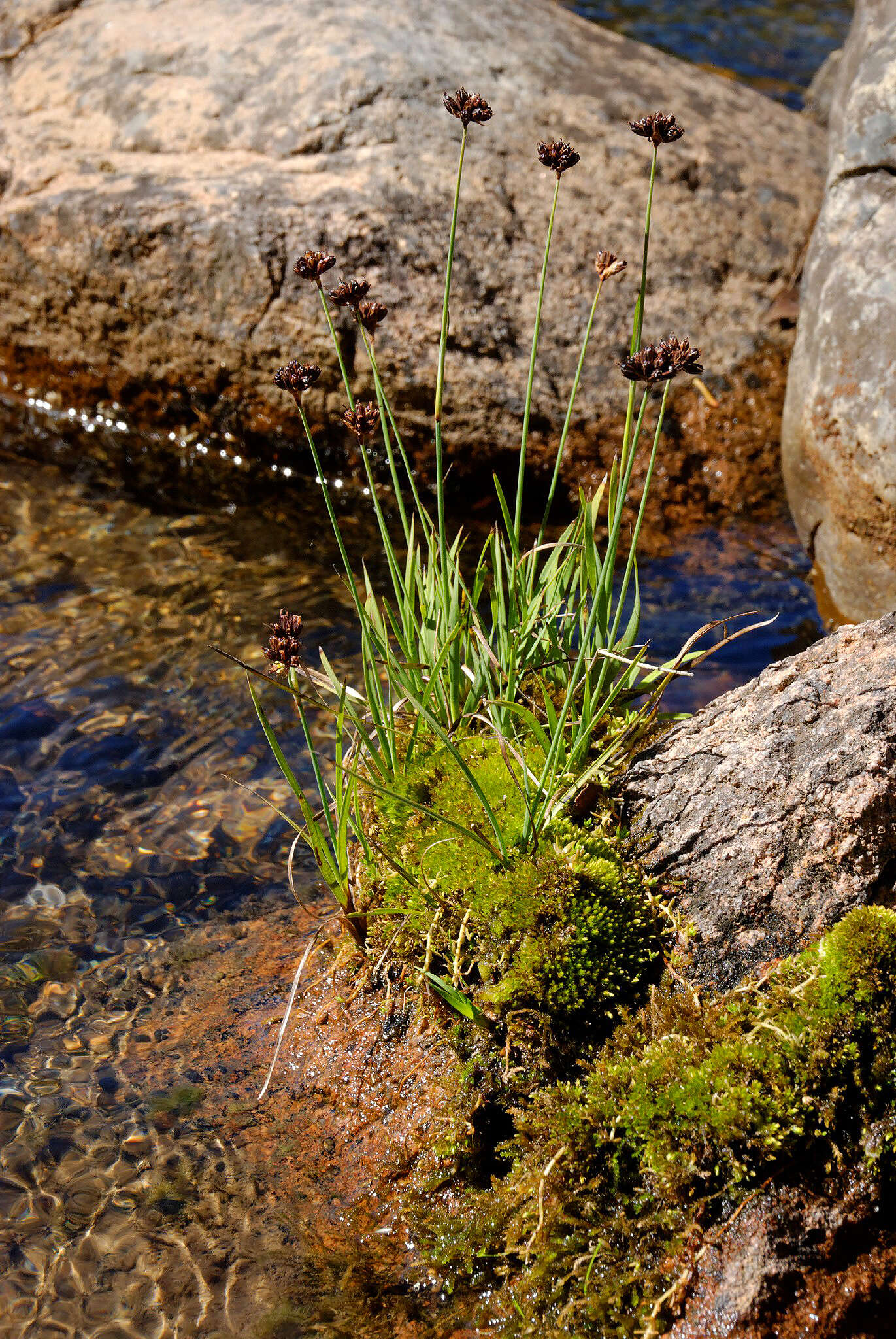 Слика од Juncus falcatus E. Mey.