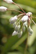 Image of Lady's leek