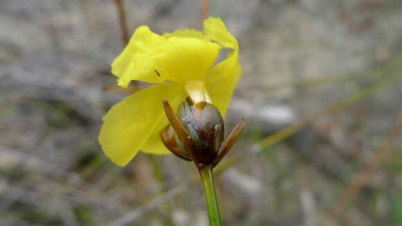 Image of Xyris bracteata R. Br.