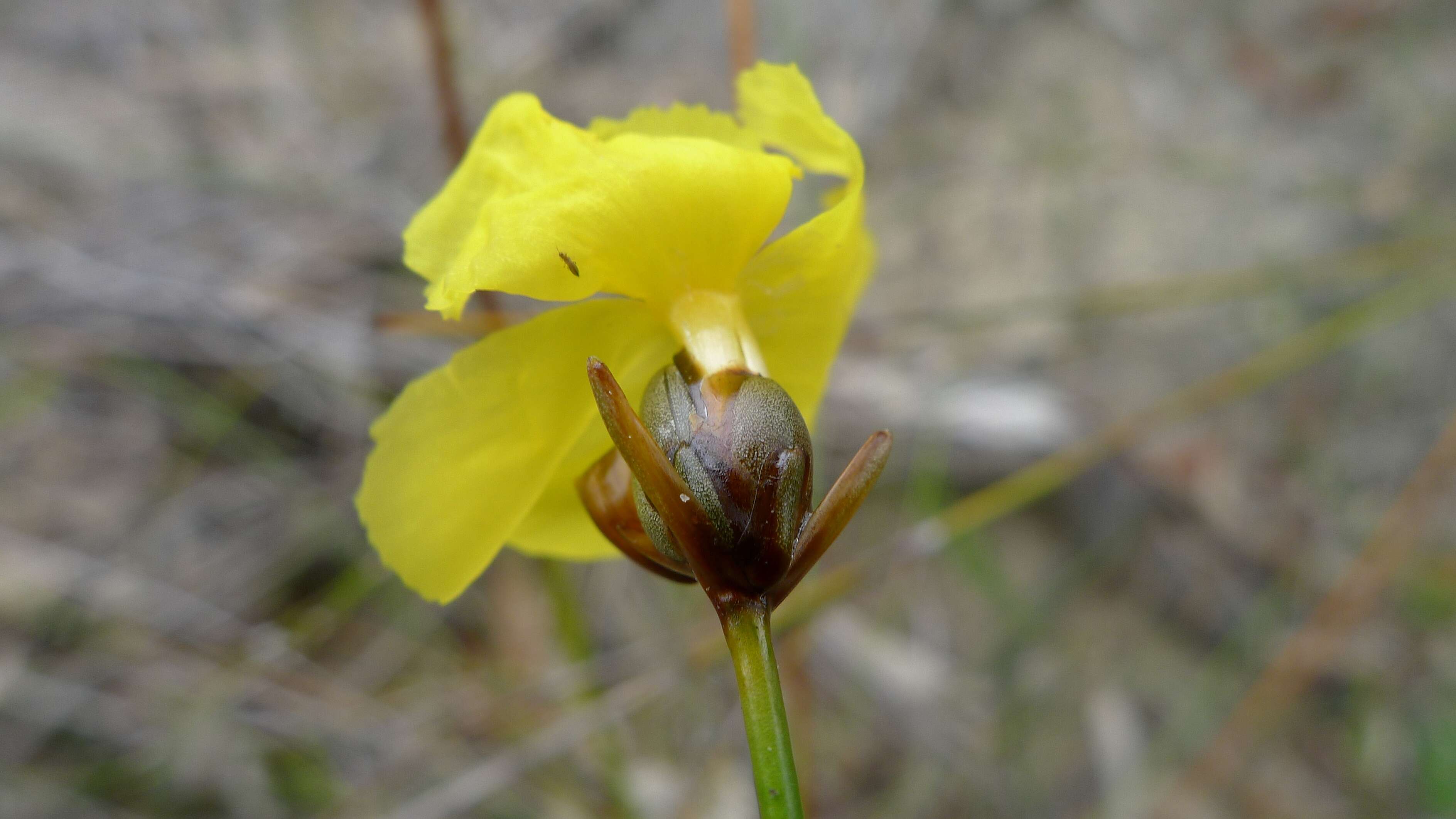 Image of yellow-eyed-grass family