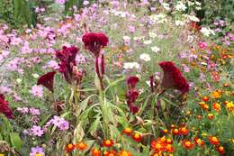 Image de Celosia cristata L.