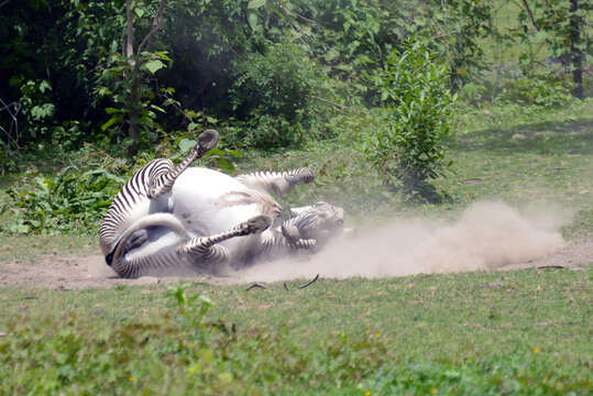 Image of zebra