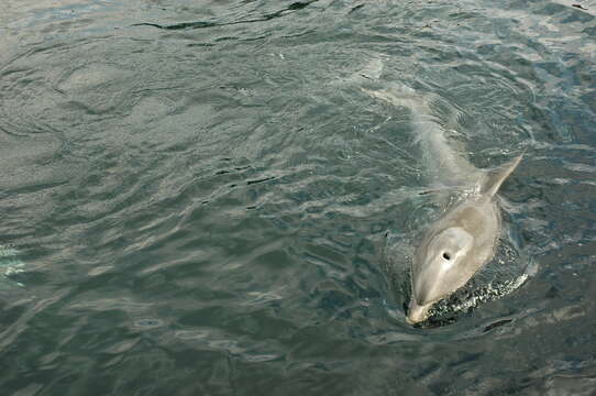 Imagem de Tursiops Gervais 1855