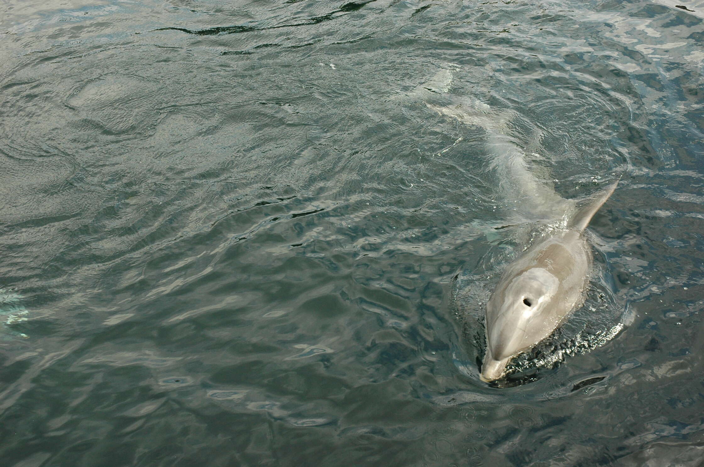 Imagem de Tursiops Gervais 1855