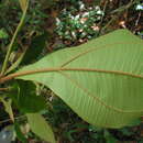 Plancia ëd Miconia tomentosa (Rich.) D. Don