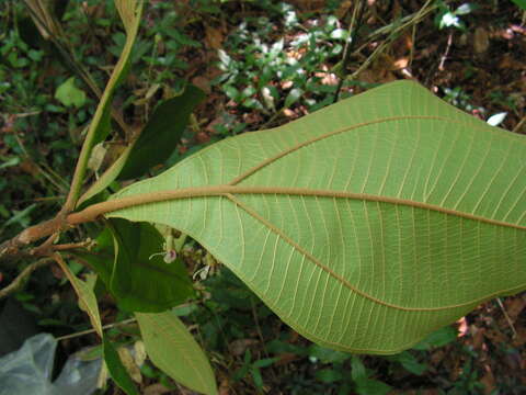 Miconia tomentosa (Rich.) D. Don的圖片