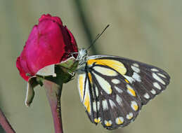 Слика од <i>Belenois java teutonia</i>