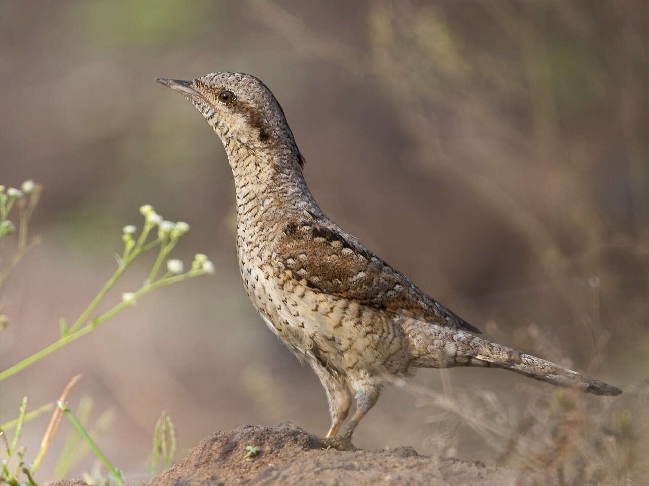 Image of Wryneck