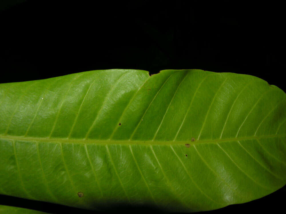 Chromolucuma rubriflora Ducke resmi