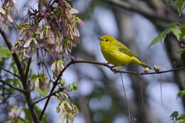 Image of Setophaga Swainson 1827