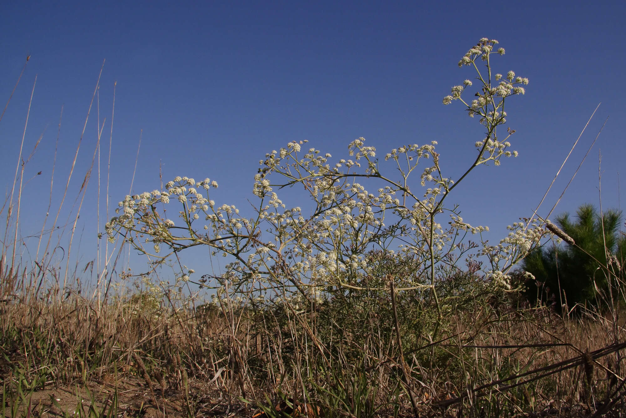 Image of seseli