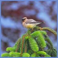 Image de Bombycillidae