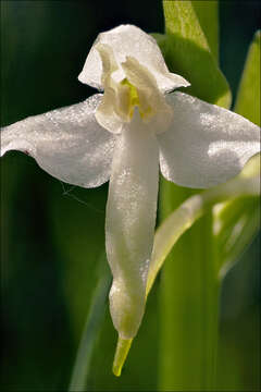 Image of lesser butterfly-orchid