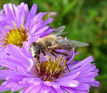 Image of drone fly