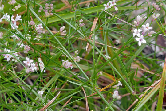 Image of squinancywort