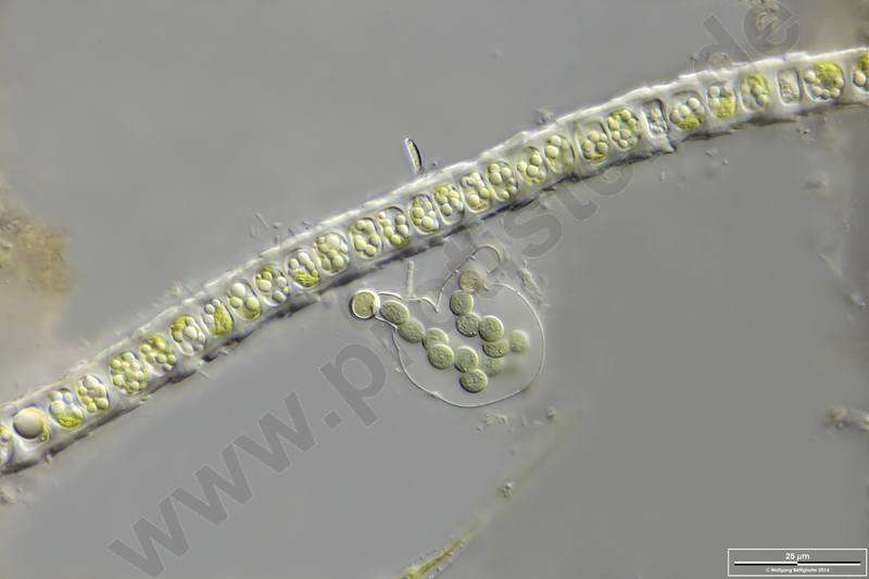 Image of Microsporaceae