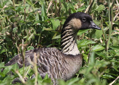 Image of Hawaiian goose