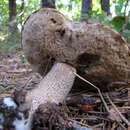 Image of Orange bolete