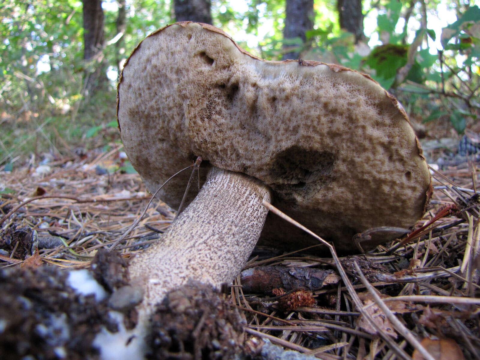 Image of Orange bolete