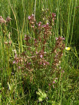 Image of European purple lousewort