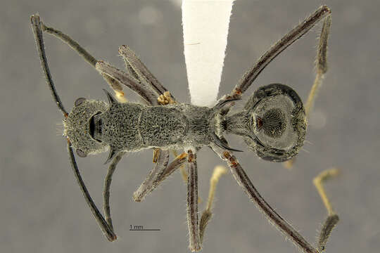 Image de Polyrhachis