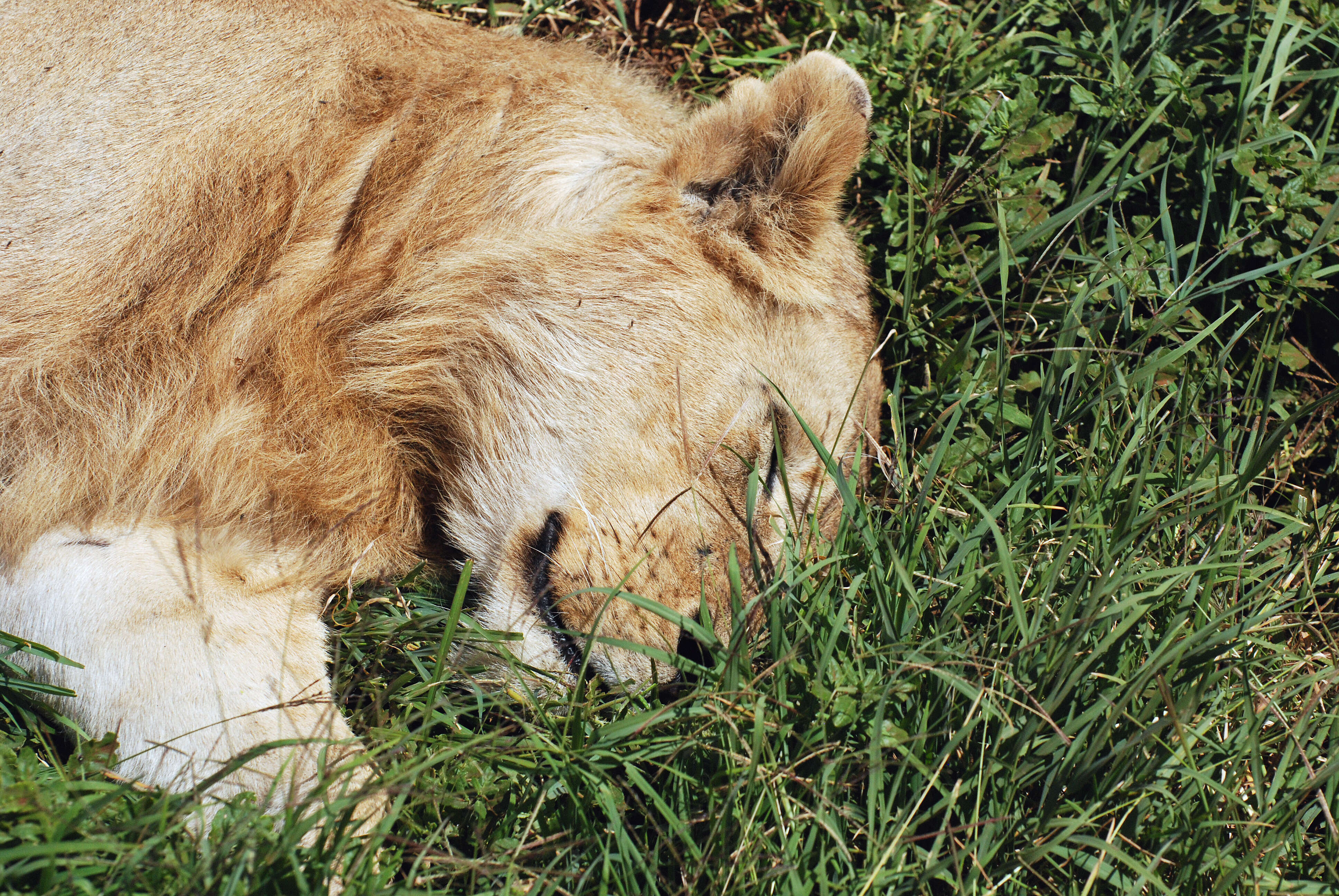 Image of big cats