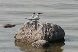 Image of Common Tern