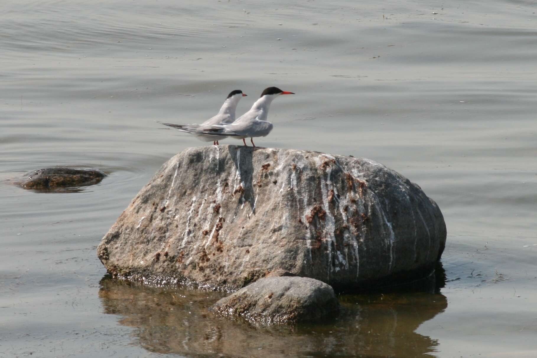 Image of Common Tern