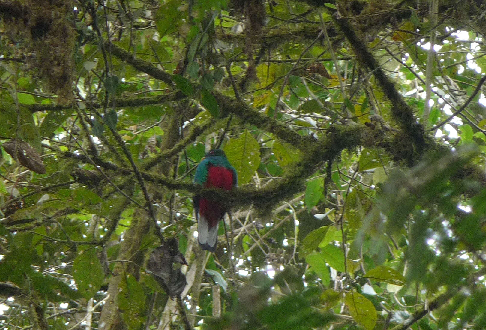 Image de Quetzal doré