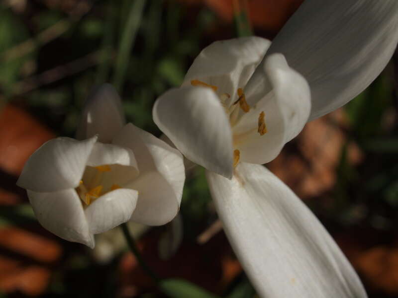 Image of colchicum