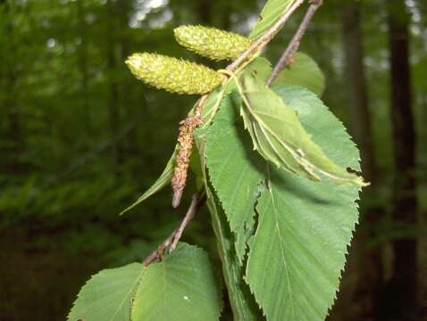 Image of birch