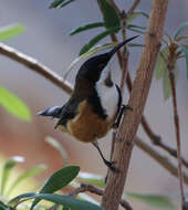 Image of Spinebill