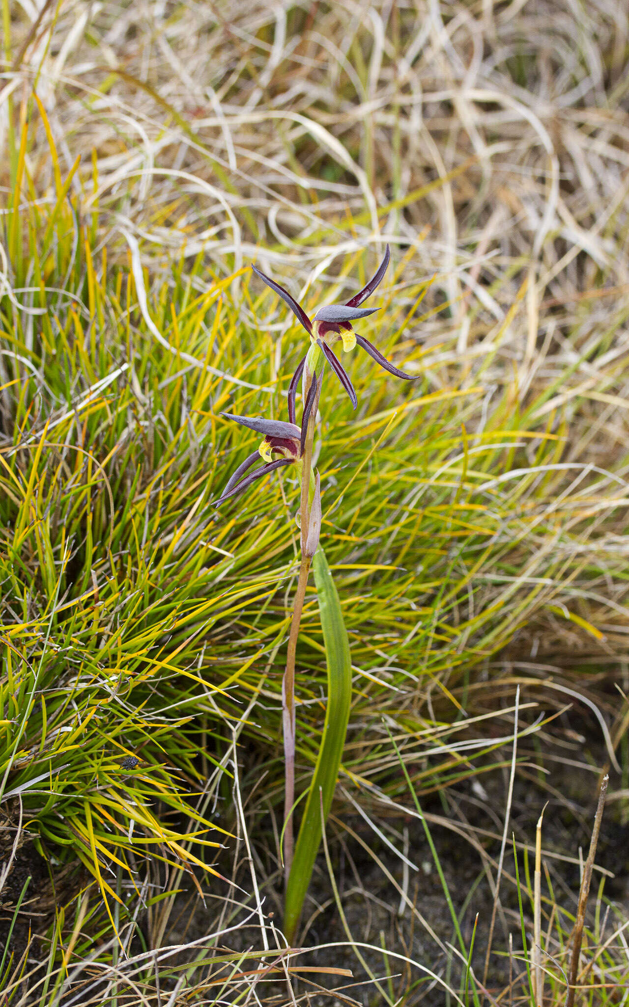 Image of Lyperanthus