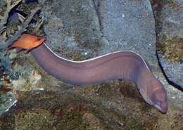 Image of Brown Moray