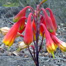 Image of Christmas bells