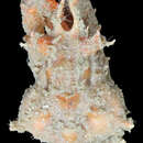 Image de Macrocoeloma eutheca (Stimpson 1871)