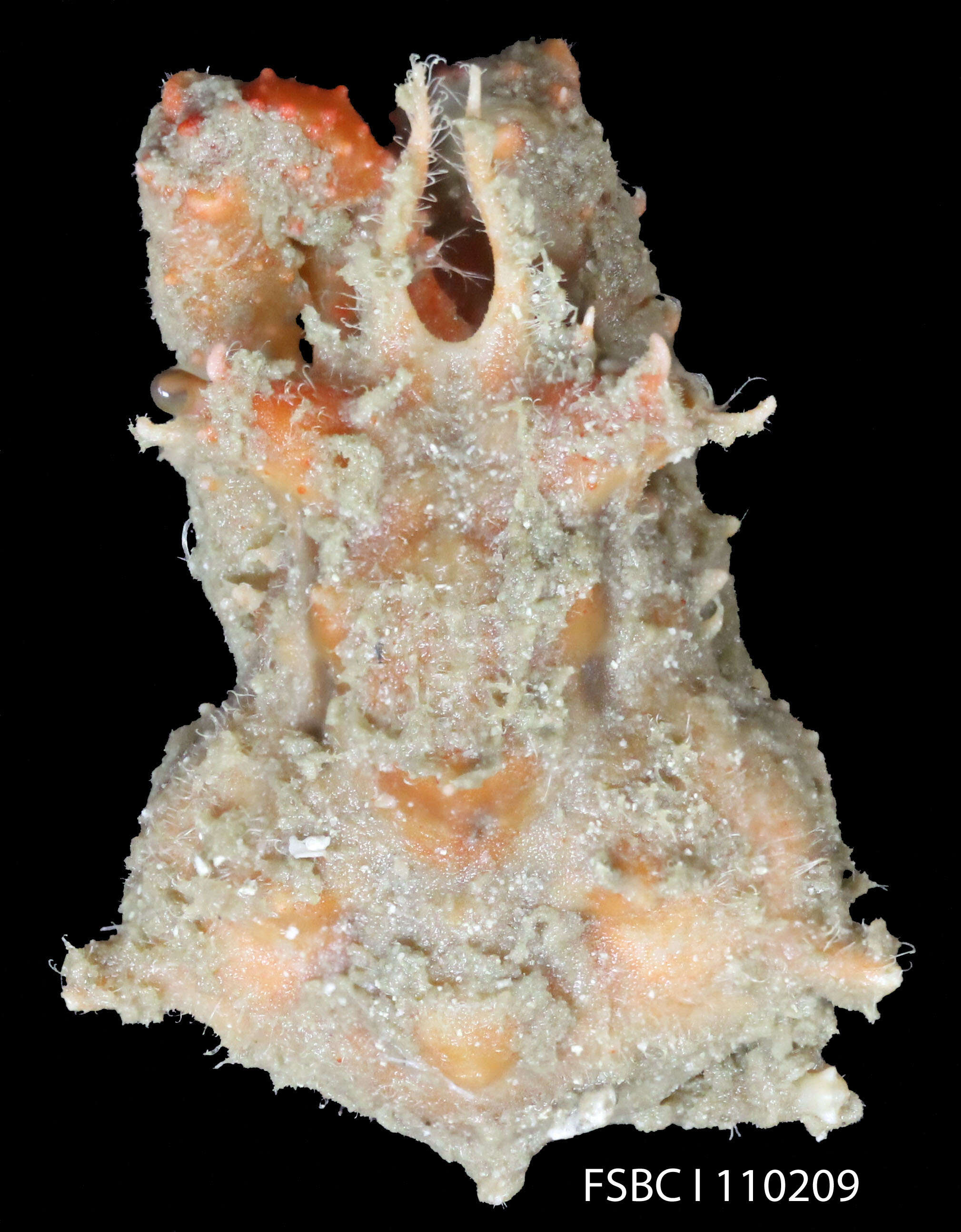 Imagem de Macrocoeloma eutheca (Stimpson 1871)