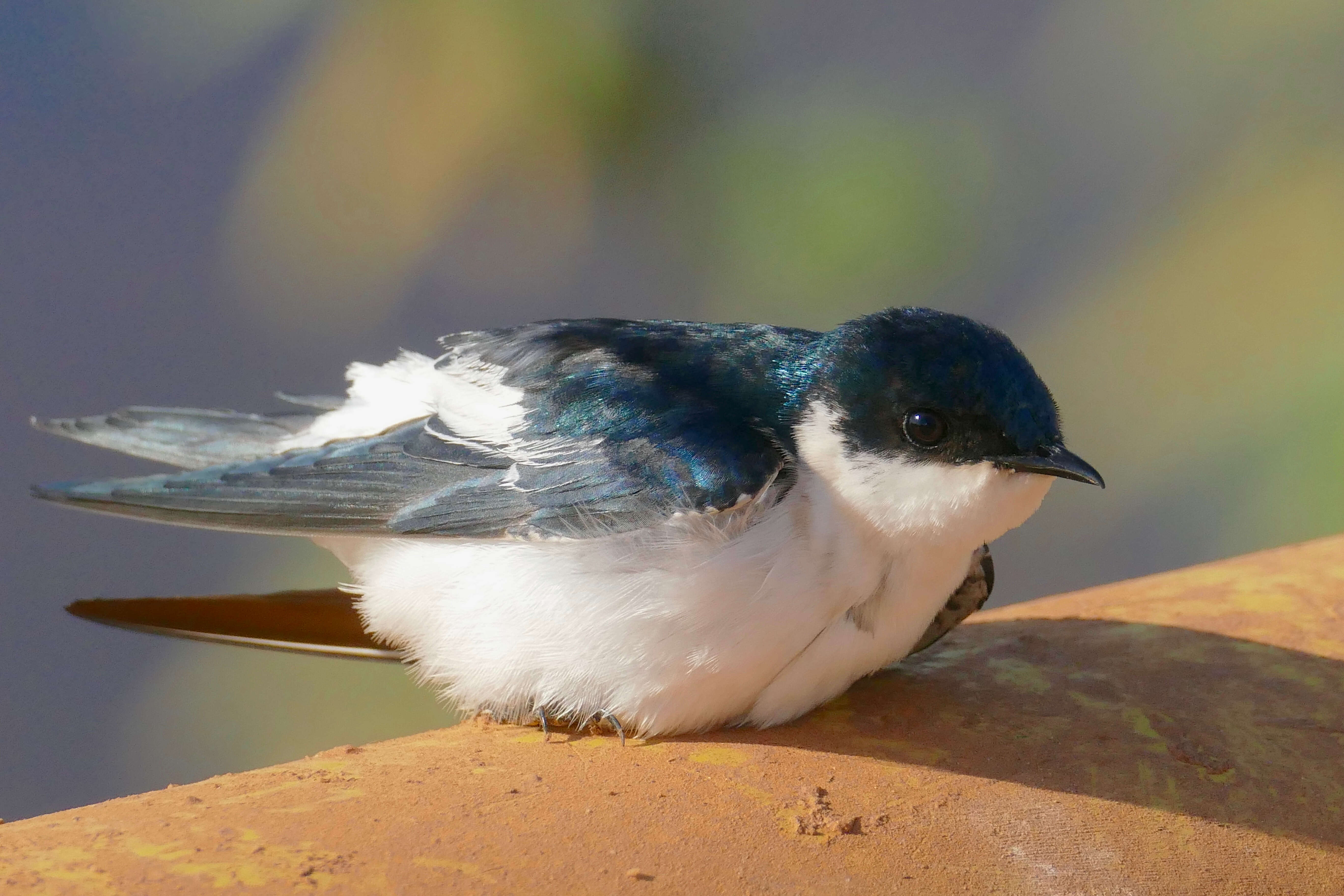 Tachycineta albiventer (Boddaert 1783)的圖片