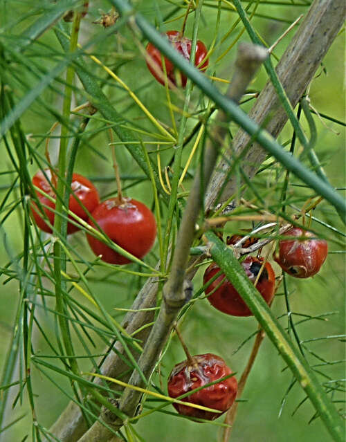 Image of Asparagus oligoclonos Maxim.