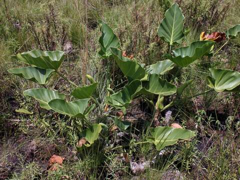 Image of Philodendron uliginosum Mayo