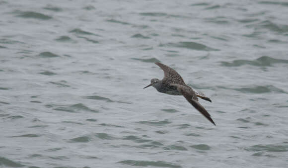 Image of Greater Yellowlegs