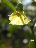 Image of coastal groundcherry