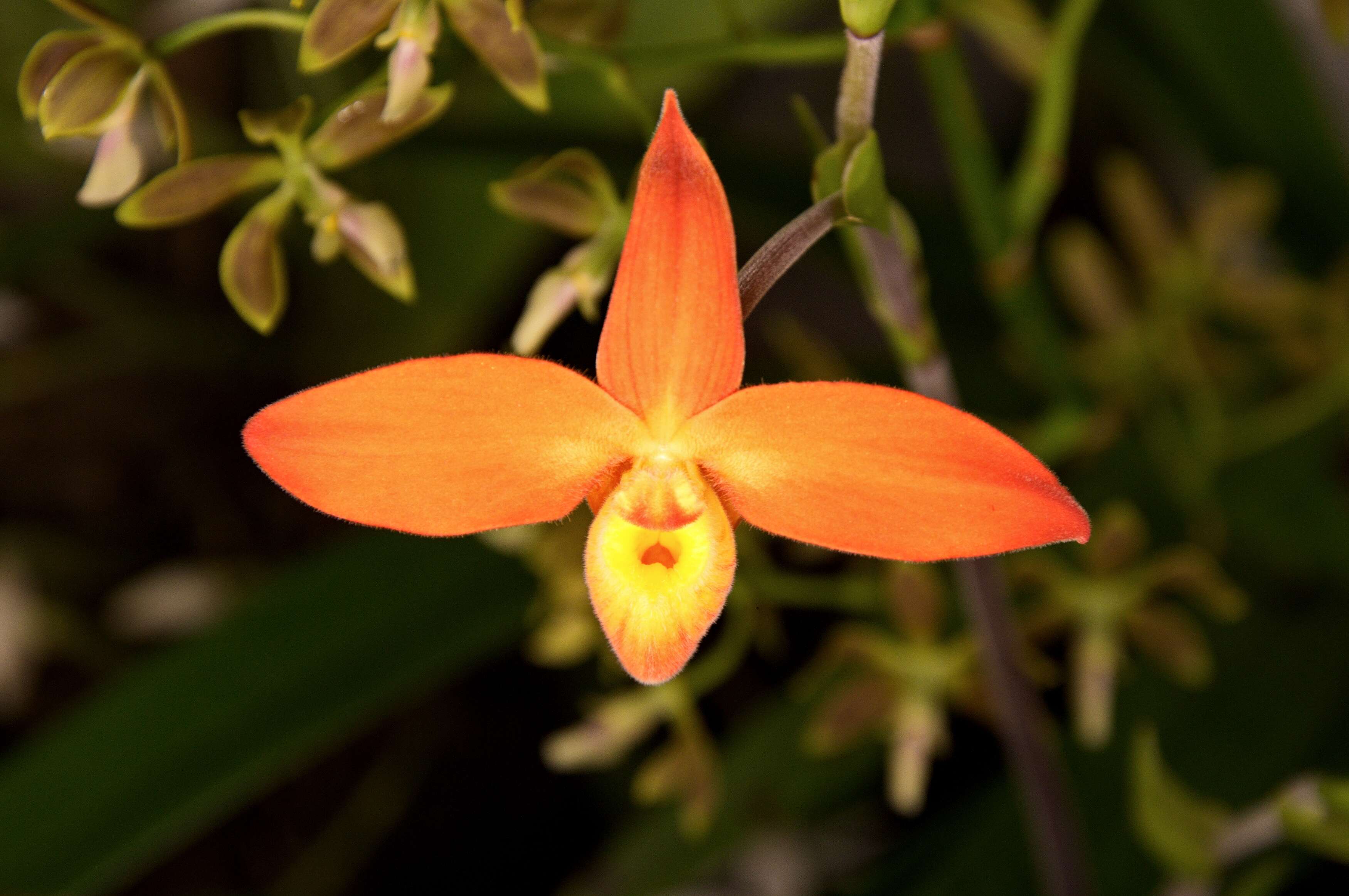 Image of Besse's Phragmipedium