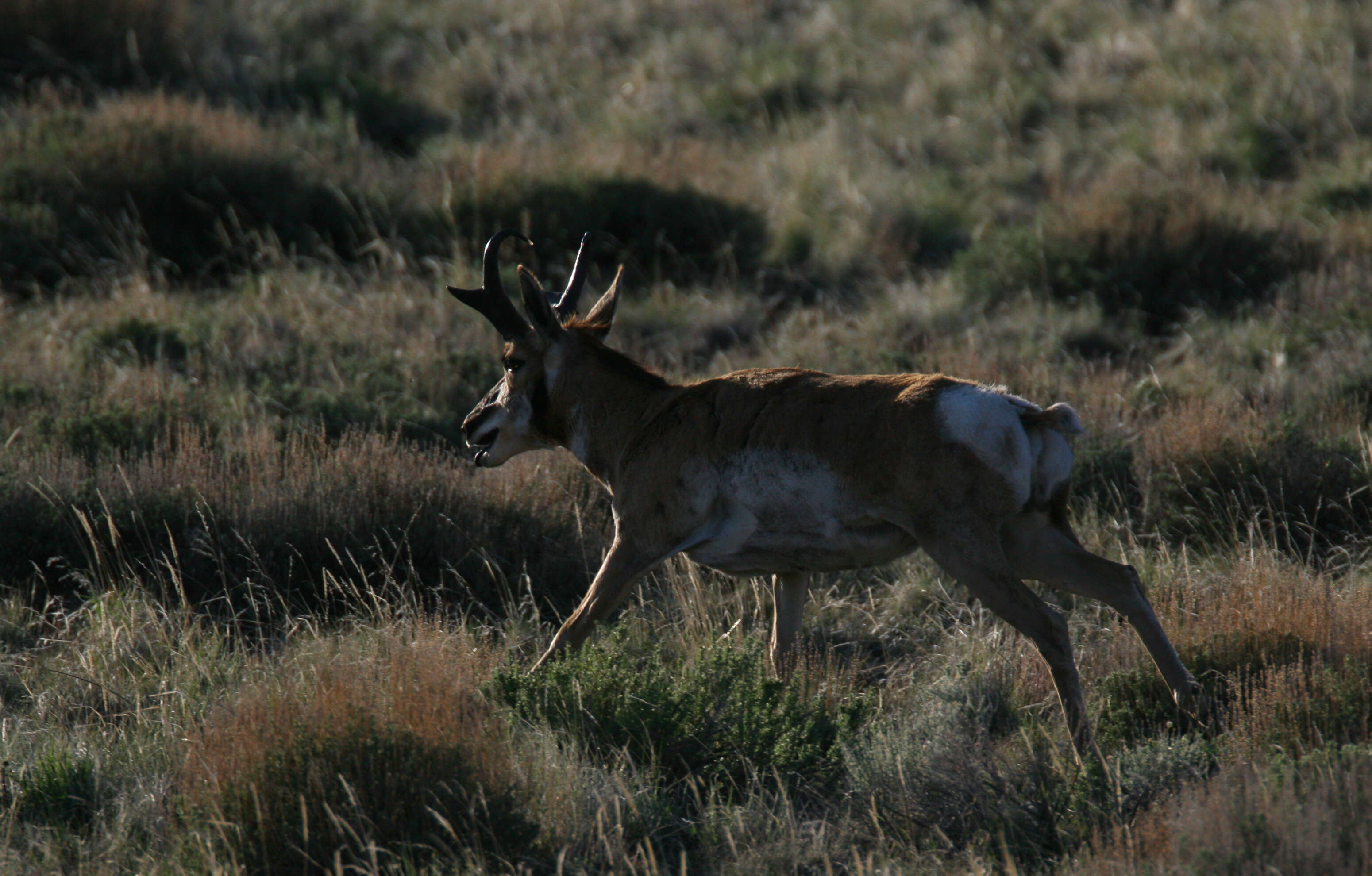 Image of pronghorns