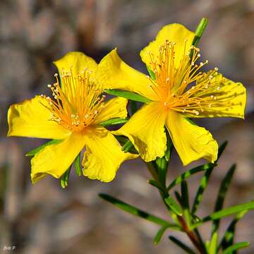 Image of peelbark St. Johnswort